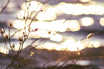 THIN BRANCH WITH LITTLE FLOWERS NEXT TO A LAKE
