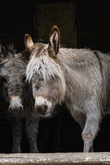 Two gray donkeys stand side by side.