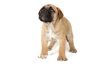 Fototapeta premium puppy mastiff isolated on white 