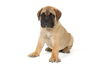 puppy mastiff isolated on white 