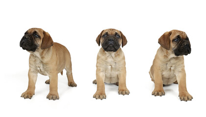 group of puppies isolated