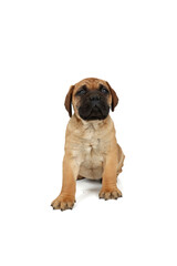 Puppy bullmastiff isolated on white 