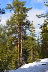 a pine forest sunny spring day