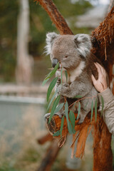 Couple in the reserve is playing with a koala