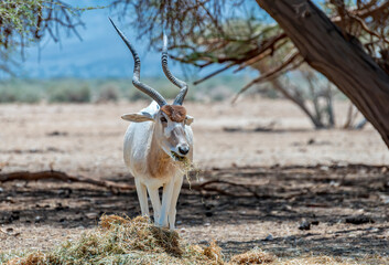 Curved horned antelope Addax (Addax nasomaculatus) was introduced from Sahara desert and well adopted in nature reserves of the Middle East 