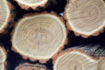 Chopped acacia wood is stacked in two layers close up