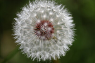 タンポポの綿毛