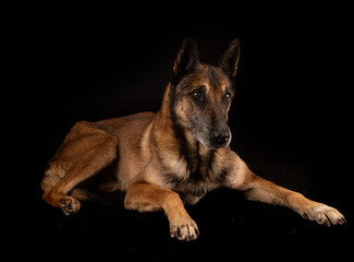 malinois in studio