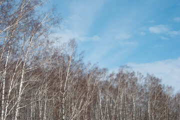 Spring forest against the blue sky. 