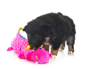 puppy Finnish Lapphund in studio