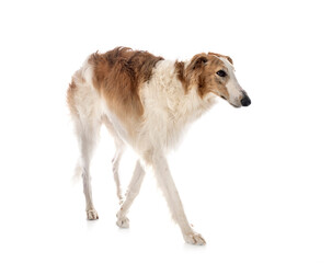 borzoi in studio