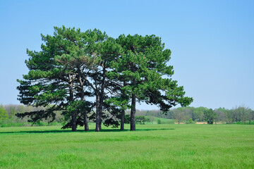 Several tall pine trees on a flat area with grass. Beautiful landscape