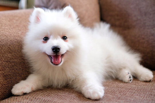 522 Best Japanese Spitz Images Stock Photos Vectors Adobe Stock