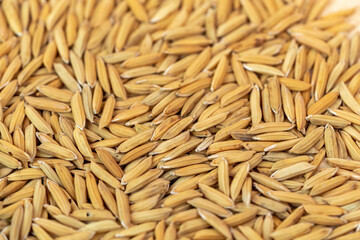 Top view  jasmine rice and paddy seed texture close up, White Rice grain Paddy texture on wooden plate.