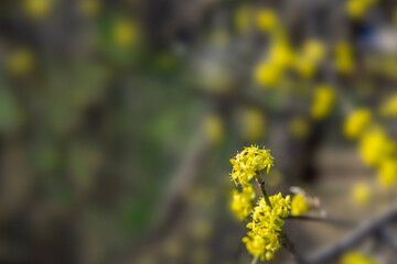 Flowering dogwood bush. Spring flowers.