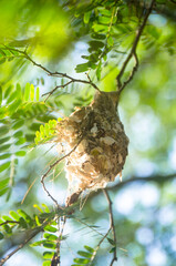 The Olive-backed Sunbird nest on the tamarind tree in garden.