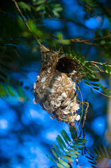 The Olive-backed Sunbird nest on the tamarind tree in garden.