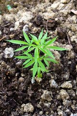 Marijuana growing for planting marijuana with green leaf on ground soil / Small cannabis plant or Hemp plant cultivation for medical