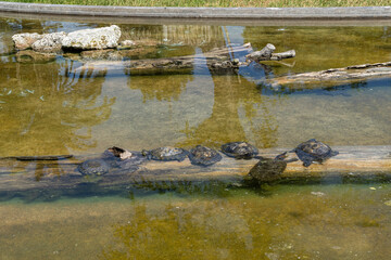 tortugas tomado sol en una laguna con tronco