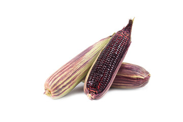 Red sweet corn or Siam Ruby Queen can be eaten fresh isolated on a white background.
