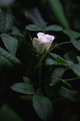 Light pink flower of rose mimi eden in full bloom on green leaf background.