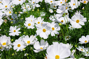 White mexican aster flowers in garden bright sunshine day on a background of green leaves. Cosmos bipinnatus. Select focus.