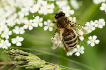 honey bee on a white flower