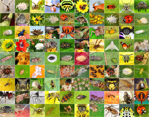 Biodiversity and colors in the insect world. Set of insects. Macro 