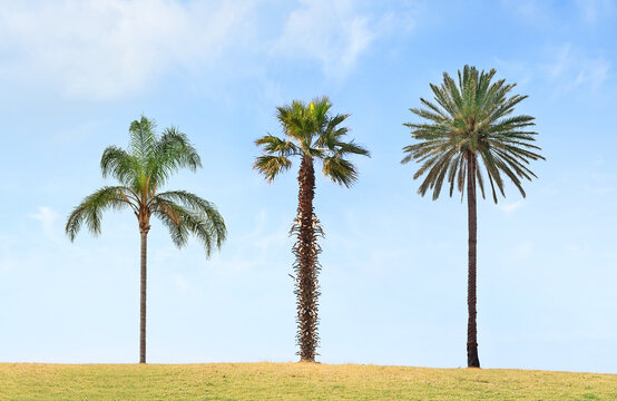 Three lonely palm trees, Chrysalidocarpus lutescens or Dypsis lutescens, Washingtonia robusta and Phoenix canariensis, on the blue sky background     