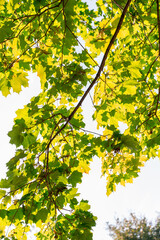 green maple branches illuminated by the sun against the sky. natural spring background