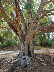 Fototapeta na wymiar Old ficus tree, Ficus sycomorus, called the sycamore fig or the fig-mulberry, sycamore or sycomore 