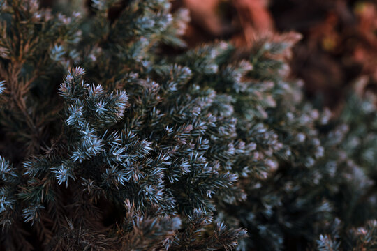 Selective focus shot of branches of juniperus squamata
