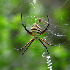 Banded garden spider or banded orb weaving spider, Argiope trifasciata, female and male, photographed with a macro lens in its natural environment 