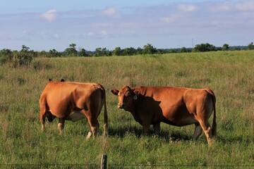 cows in the field west of Hutchinson Kansas USA with blue sky and green grass.