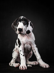 Vertical shot of a spotted great dane puppy on black background - obrazy, fototapety, plakaty