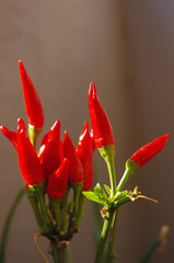 Plant with spicy red chillies