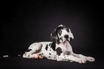 Adorable spotted great dane puppy on black background