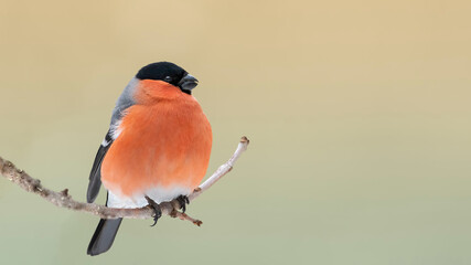 Eurasian bullfinch (Pyrrhula pyrrhula) male sitting on a stick and eating seeds ash