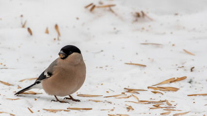 Eurasian bullfinch (Pyrrhula pyrrhula) female sitting on a snow and eating seeds ash
