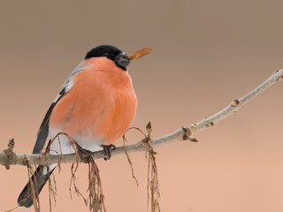 Eurasian bullfinch (Pyrrhula pyrrhula) male sitting on a stick and eating seeds ash