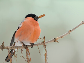 Eurasian bullfinch (Pyrrhula pyrrhula) male sitting on a stick and eating seeds ash