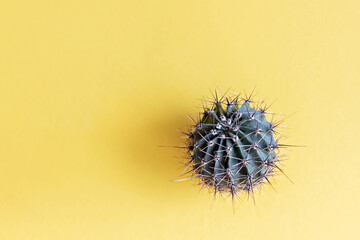 Background from a cactus on a yellow background. Plant texture with thorns
