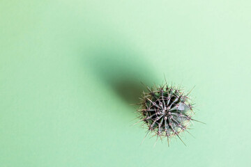 Background from a cactus on a green background. Plant texture with thorns
