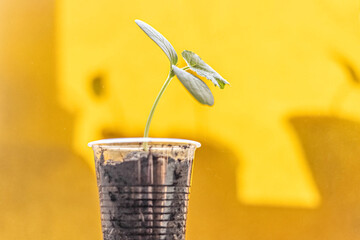 Vegetable sprout. Growing young cucumber seedlings in cups. Horticulture and harvest concept.
