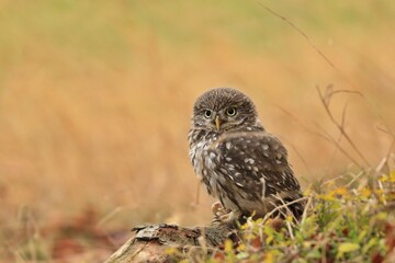Portrait of a cute little owl sitting on the filed. Athene noctua. Wildlife scene from nature. Owl in the nature habitat.