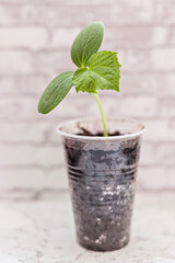 Vegetable sprout. Growing young cucumber seedlings in cups. Horticulture and harvest concept.