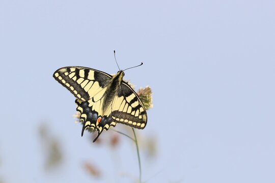 Old World swallowtail (Papilio machaon) resting on a grass blade, a butterfly of the family Papilionidae. The butterfly is also known as the common yellow swallowtail  Papilio machaon