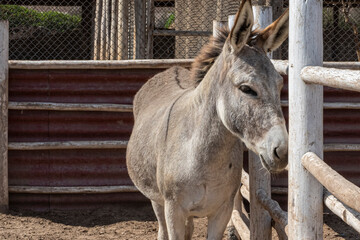 Burro macho de color claro