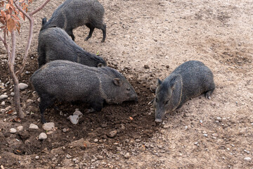 Manadas de jabalí de color negro