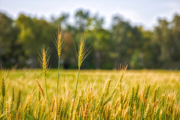 Ears of ripe wheat on an agricultural field with trees on the horizon